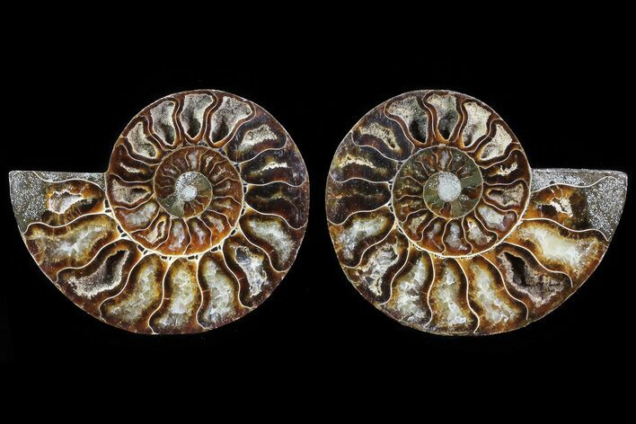 Cut & Polished Ammonite Fossil - Agatized #82277